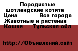 Породистые шотландские котята. › Цена ­ 5 000 - Все города Животные и растения » Кошки   . Тульская обл.